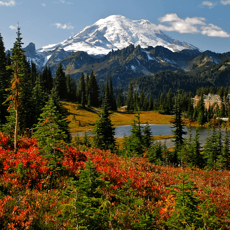 Green trees and red plants in the foreground and snowy Mount Rainier in the background.