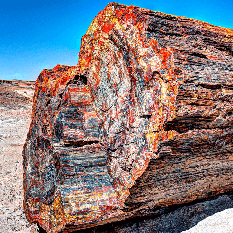 The end of a large petrified tree in Petrified Forest National Park.