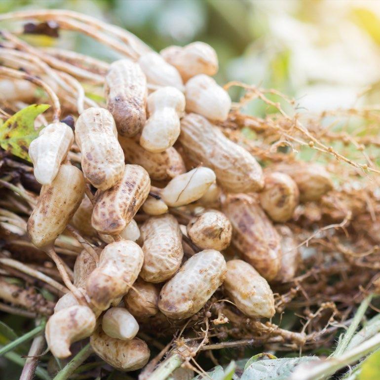 A freshly uprooted peanut plant.